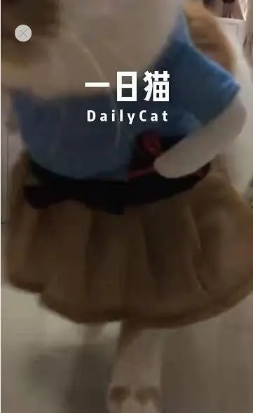 一日猫app怎样查看欢迎视频图片5