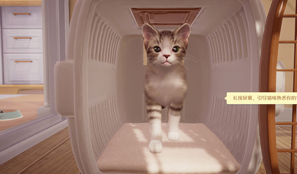 我和我的猫新手攻略截图5